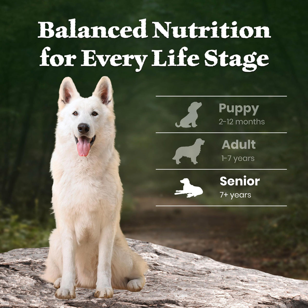 Lamb & Wholesome Grains Senior Dry Dog Food, 4.5 lb I3406